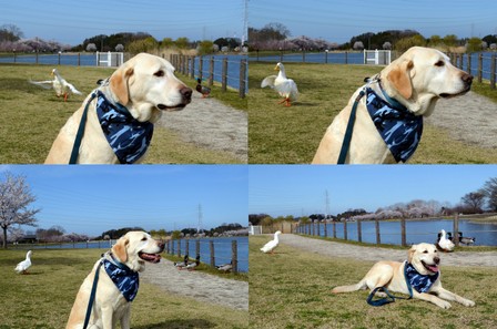 2012-04-12_大沼桜1.jpg