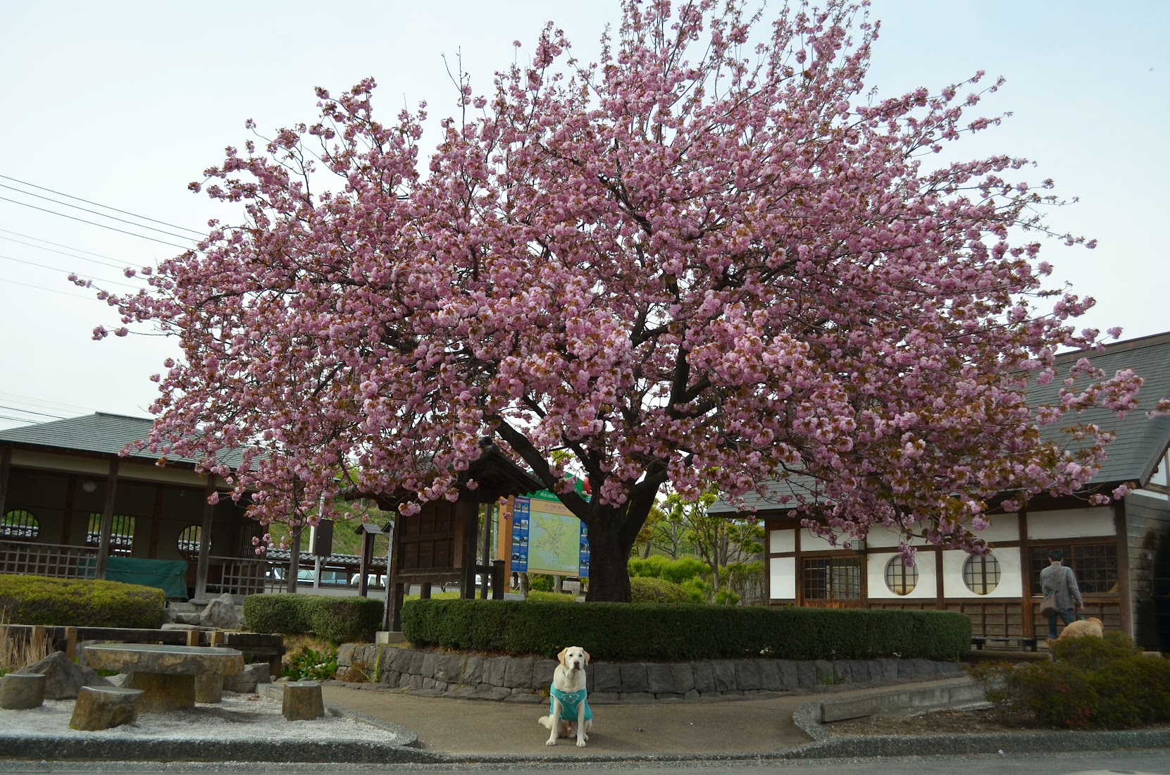 DSC_0190.jpg
