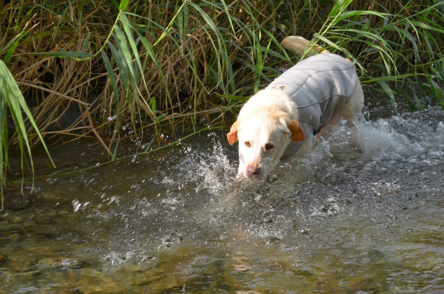 DSC_0217.jpg