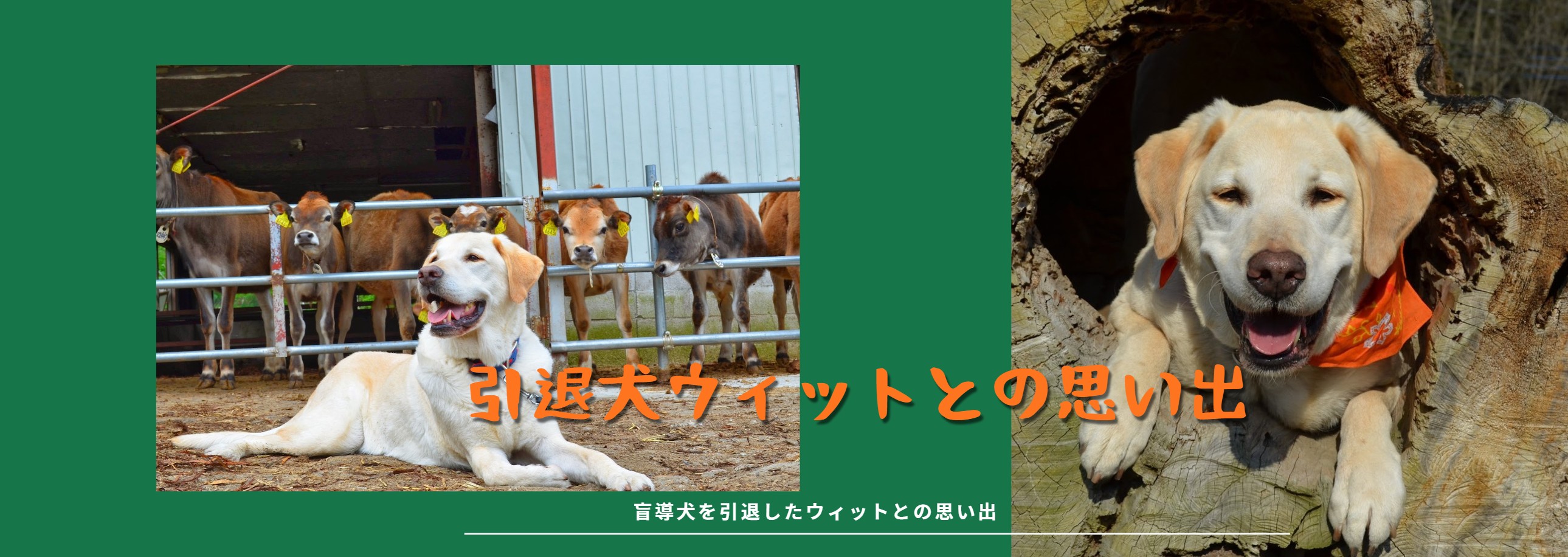 引退犬ウィットの思い出